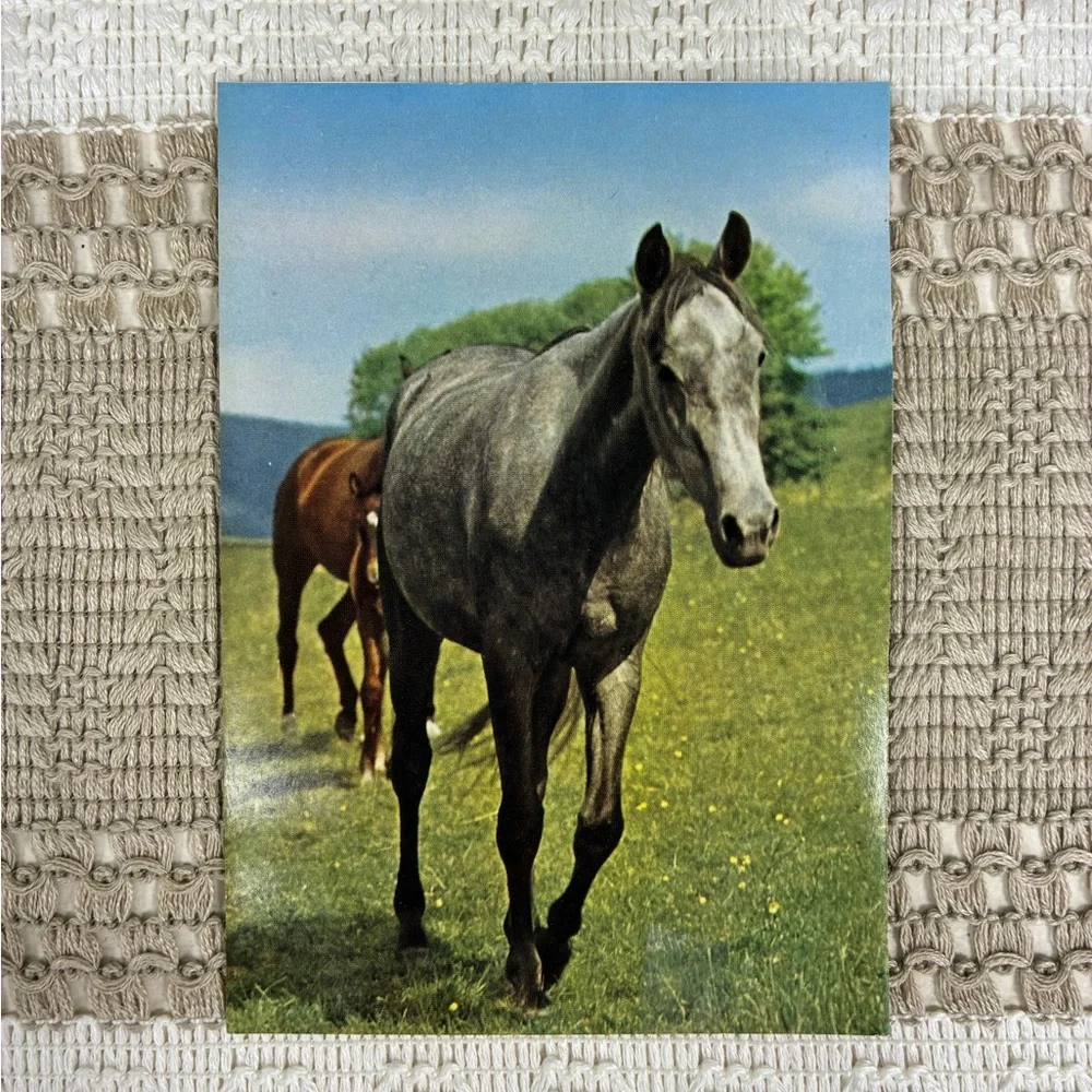 Vintage Horse-Themed Postcard Set of‎ 6